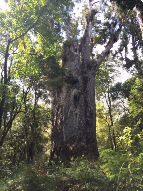 kauri_te_matua_ngahere